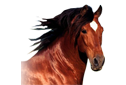 Vetolino